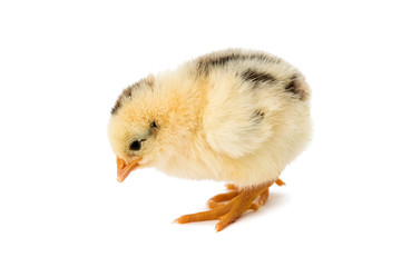 little chicken isolated