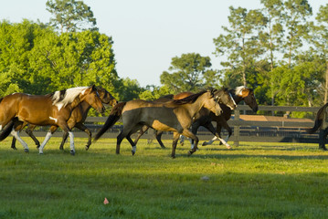 Beautiful thoroughbred marchador horse in green farm field pasture equine industry
