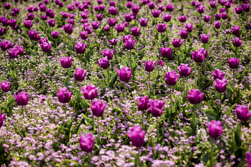 Obraz premium Pink Tulips