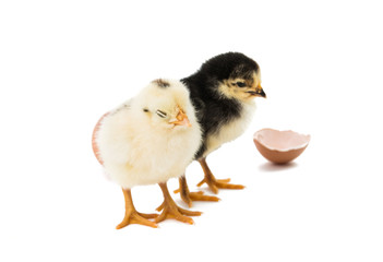 little chicken isolated