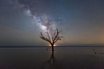 Milky Way Rising over bare tree 