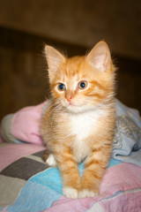 Fototapeta na wymiar Tabby ginger kitten