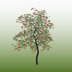 Mountain ash with green leaves