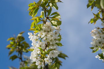 Cherry flowers