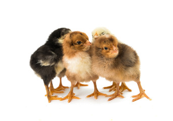 little chicken isolated