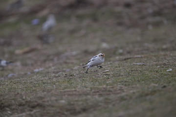 snow bunting walking on coastline