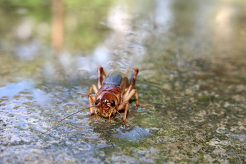 Crickets on the wet floor. 