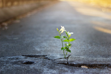 white flower growing on crack street, soft focus, blank text