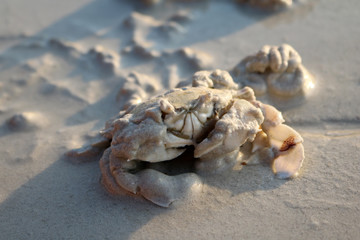 The crab is embedded into the sand. 