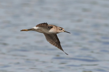 Wood sandpiper (Tringa glareola)