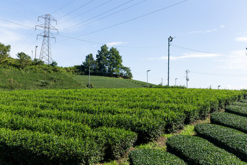 Green tea tree field