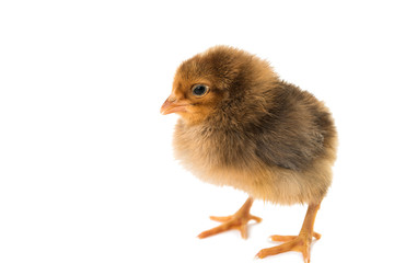 little chicken isolated
