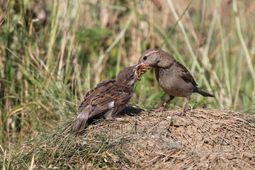 house sparrow feeding young