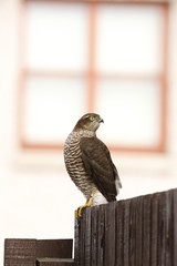sparrowhawk on fence looking right