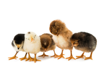 little chicken isolated