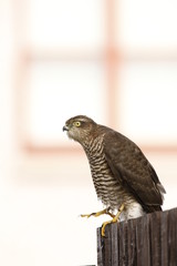 sparrowhawk on fence stretching