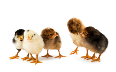 little chicken isolated