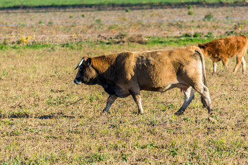 Vache Aubrac.