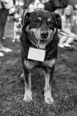 Black and white Shelter dog portrait in the park.