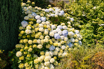 Green plants and flowers. White and yellow hydrangeas. Breathe in aroma of summer.