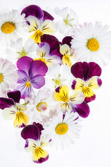 pansies flowers