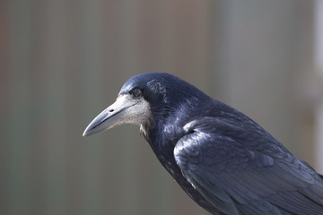 rook portrait