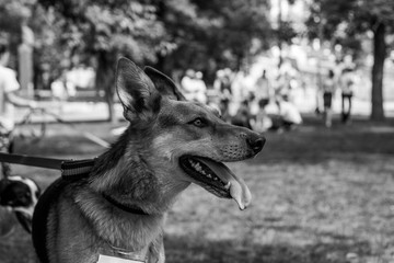 Black and white Shelter dog portrait in the park.