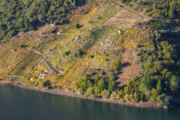Fototapeta na wymiar Hillsides covered by vineyards
