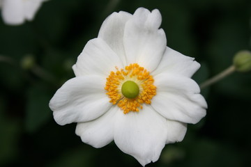 fiore bianco
