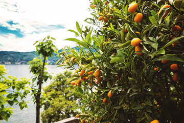 Tangerines on branches. Orange fruits on a tree. Sweet sort of mandarins.