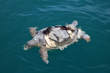 Dead sea turtles floating in the ocean. 