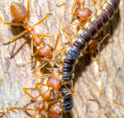 Group of Red Ant