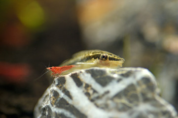 otto fish