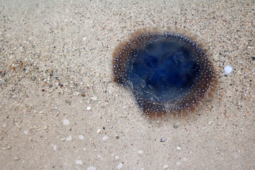 Blue dots white Jellyfish under the sea water near the beach. 