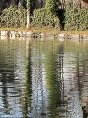 Specchiarsi nel lago - alberi