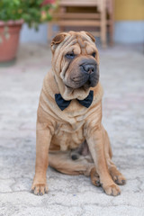 adult shar pei