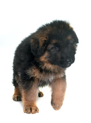 puppy german shepherd