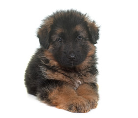 puppy german shepherd
