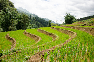 Terraced Rice Paddy Fields