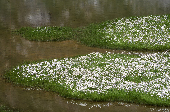 tapis de fleurs blanche