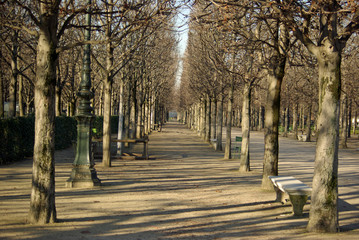 Allées du jardin des Tuileries en hiver à Paris, France