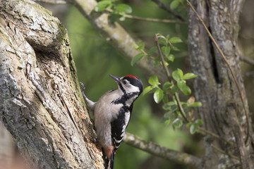great spotted woodpecker on tree