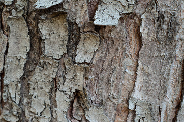 Background of the tree bark
