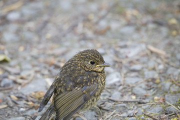 Yellowhammer juvenile perched on ground