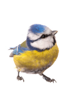 Eurasian Blue Tit