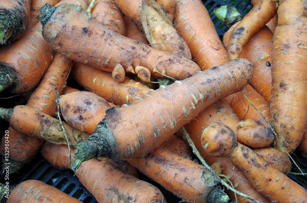 Wall mural Farm fresh rustic carrots displayed for market