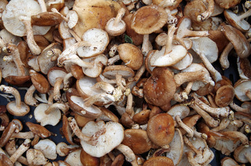 Farm fresh shiitake mushrooms displayed for market