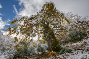 Old centennial oak with autumnal foliage covered by the first sn