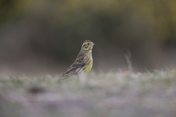 yellowhammer on ground
