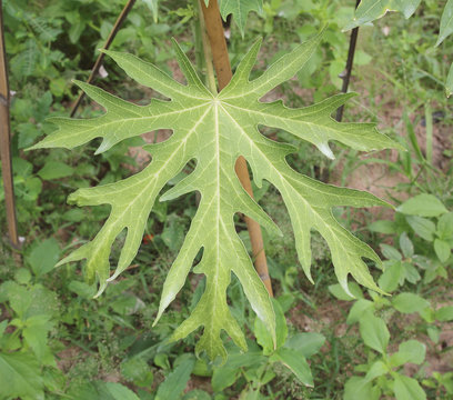 Papaya ringspot virus (PRV) on papaya leaves